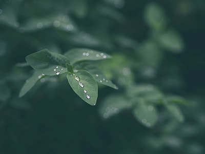selective focus photography of leafed plant thumbnail