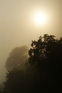silhouette of tree during golden hour thumbnail