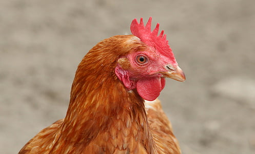 selective focus photography of rooster thumbnail