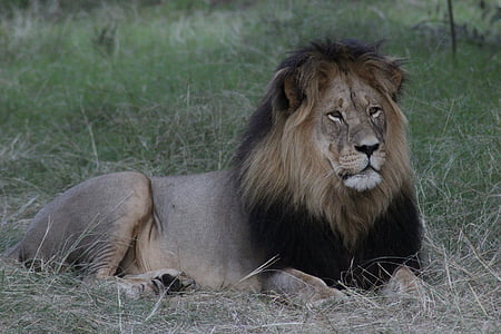 male lion lying on brown and green grass field thumbnail