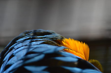 blue and orange feather thumbnail