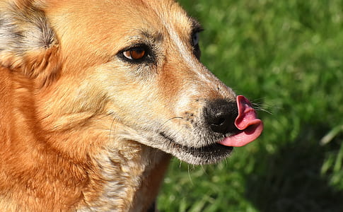 adult new guinea singing dog thumbnail