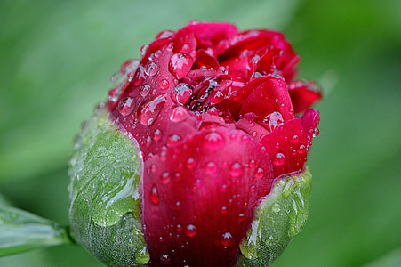 bud red rose flower with water dew thumbnail