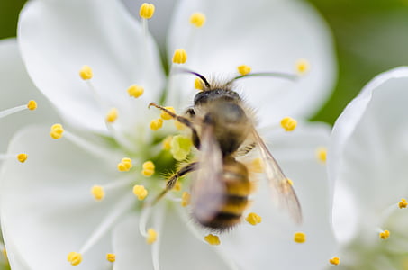 honey bee perching on white flower in close-up photography thumbnail
