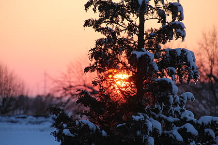 black tree during sunset thumbnail