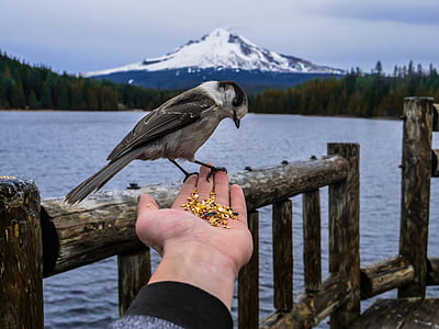 gray bird on person's hand thumbnail