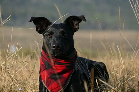 dog with red neckerchief sitting on grass thumbnail