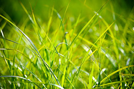 selective focus photography of green grass blades thumbnail