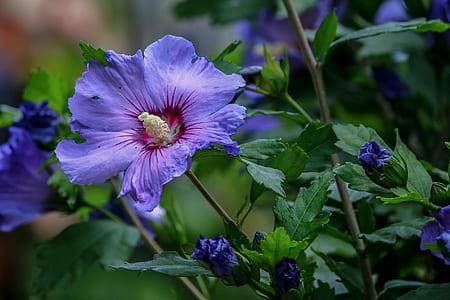 selective focus photo of purple petaled flowers thumbnail