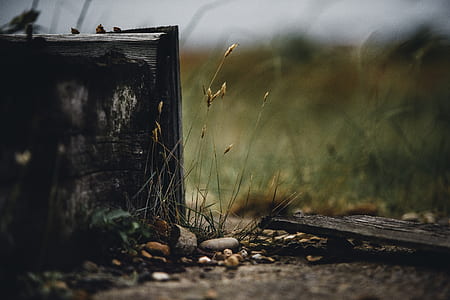 gray stone and grass field in macro lens photography thumbnail