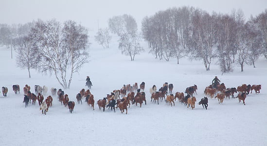 herd of horse running on winter thumbnail