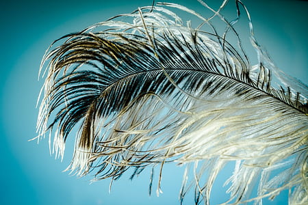 white and black feather thumbnail