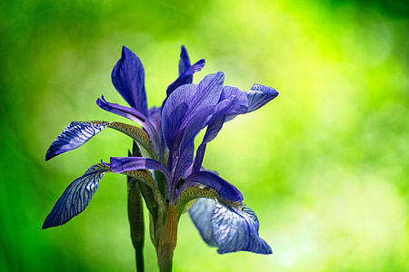 Siberian Schwertlilie, Iris Sibirica thumbnail