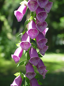 Rehmannia Glutinosa thumbnail
