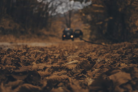 brown leaves on road thumbnail