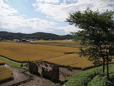 Yamada'S Rice Fields, Ear Of Rice thumbnail