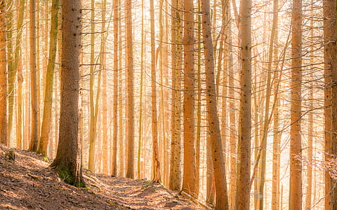 bare forest thumbnail