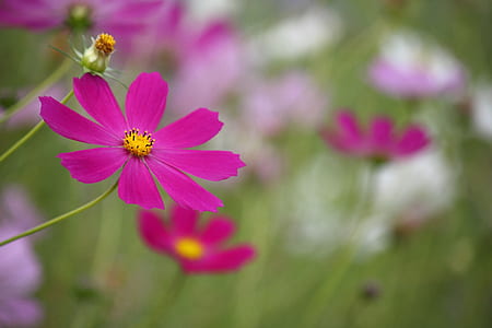 pink and yellow flowers thumbnail
