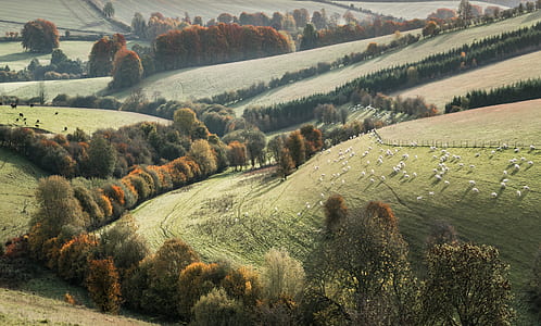 photo of herd of sheep on grass field thumbnail