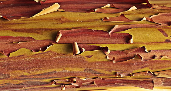 strawberry tree, strawberry tree-bark, bark, tree bark thumbnail