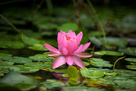 pink lotus flower with green lily pads in tilt shift lens photography thumbnail