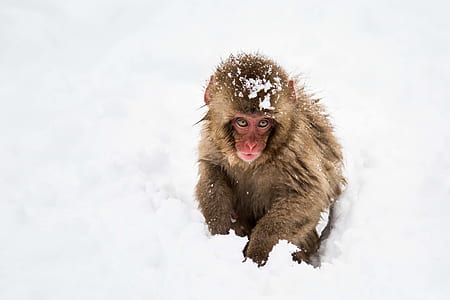 monkey, snow, animal, outdoor thumbnail