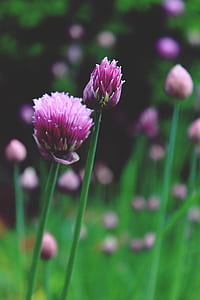 selective focus photography of pink Chives flower thumbnail