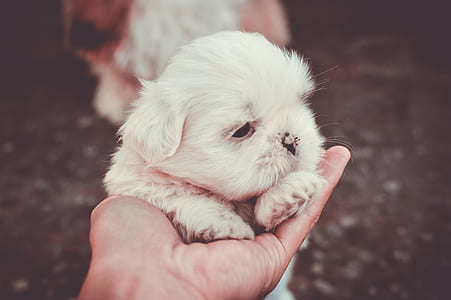 hand, animal, pet, cute thumbnail