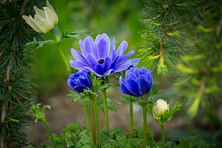 closeup photography of purple and white flowers thumbnail