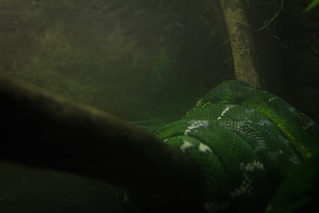 green viper thumbnail