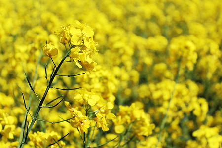 selective focus photography of yellow rapeseed flower thumbnail