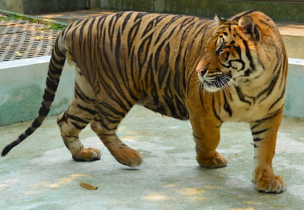 brown tiger thumbnail