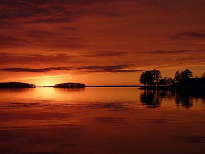 silhouette of trees thumbnail
