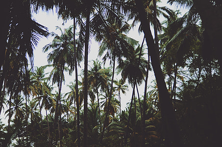 forest view thumbnail