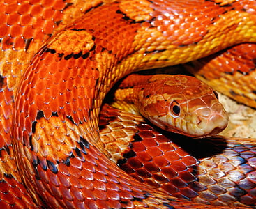 orange, yellow, and black snake thumbnail