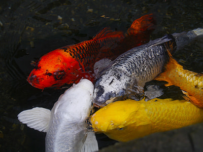 four koi fishes thumbnail