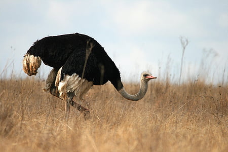 ostrich on dry land thumbnail