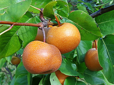 closeup photography of orange fruits thumbnail