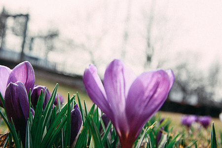 Spring flowers crocuses thumbnail