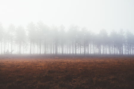 worms eye view of trees under white sky thumbnail