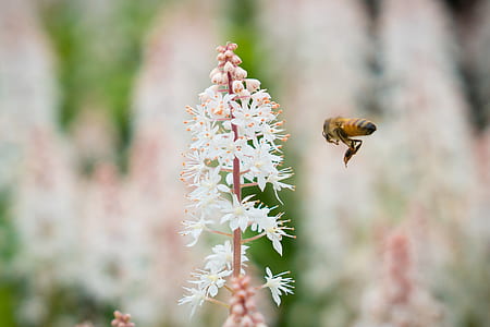 yellow honeybee towards white flowers in tilt shift photography thumbnail