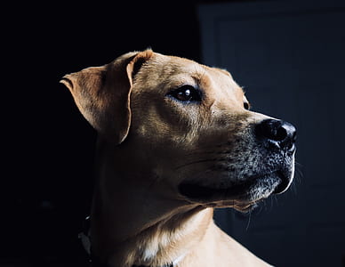 brown American pit bull terrier puppy thumbnail