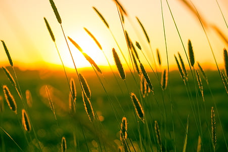 selective focus photography of fountain grasses thumbnail