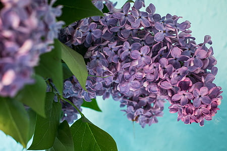 selective focus photography of purple petaled flowers thumbnail