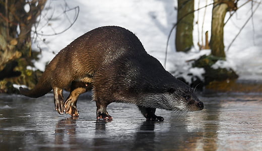 rodent walking on ice lake thumbnail