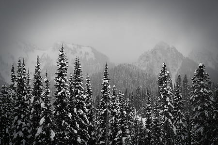 grayscale photo of pine trees covered with snow with mountain background thumbnail