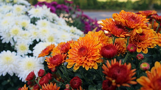 selective focus photography of assorted-color petaled flower at daytime thumbnail