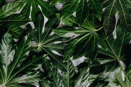 Aralia Leaves thumbnail