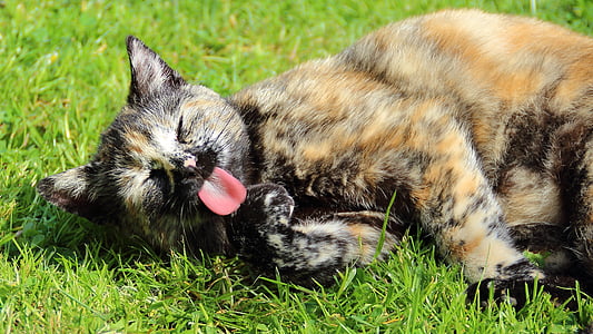 shallow focus photography of tortoiseshell cat laying on green grass thumbnail