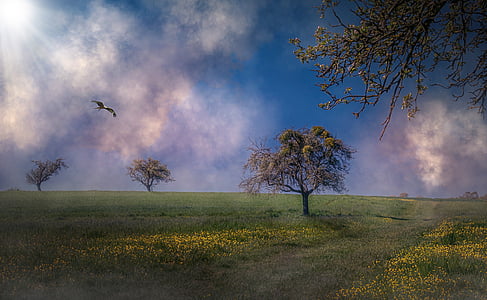 brown tree across grass field thumbnail